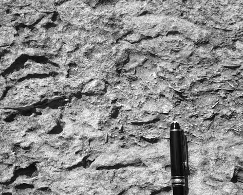 BIO-CRONOSTRATIGRAFIA A FORAMINIFERI PLANCTONICI... Geologica Romana 39 (2006), 1-14 3 Fig. 2 - Vista panoramica di una cava ubicata a Strudà. General view of a Strudà quarry.