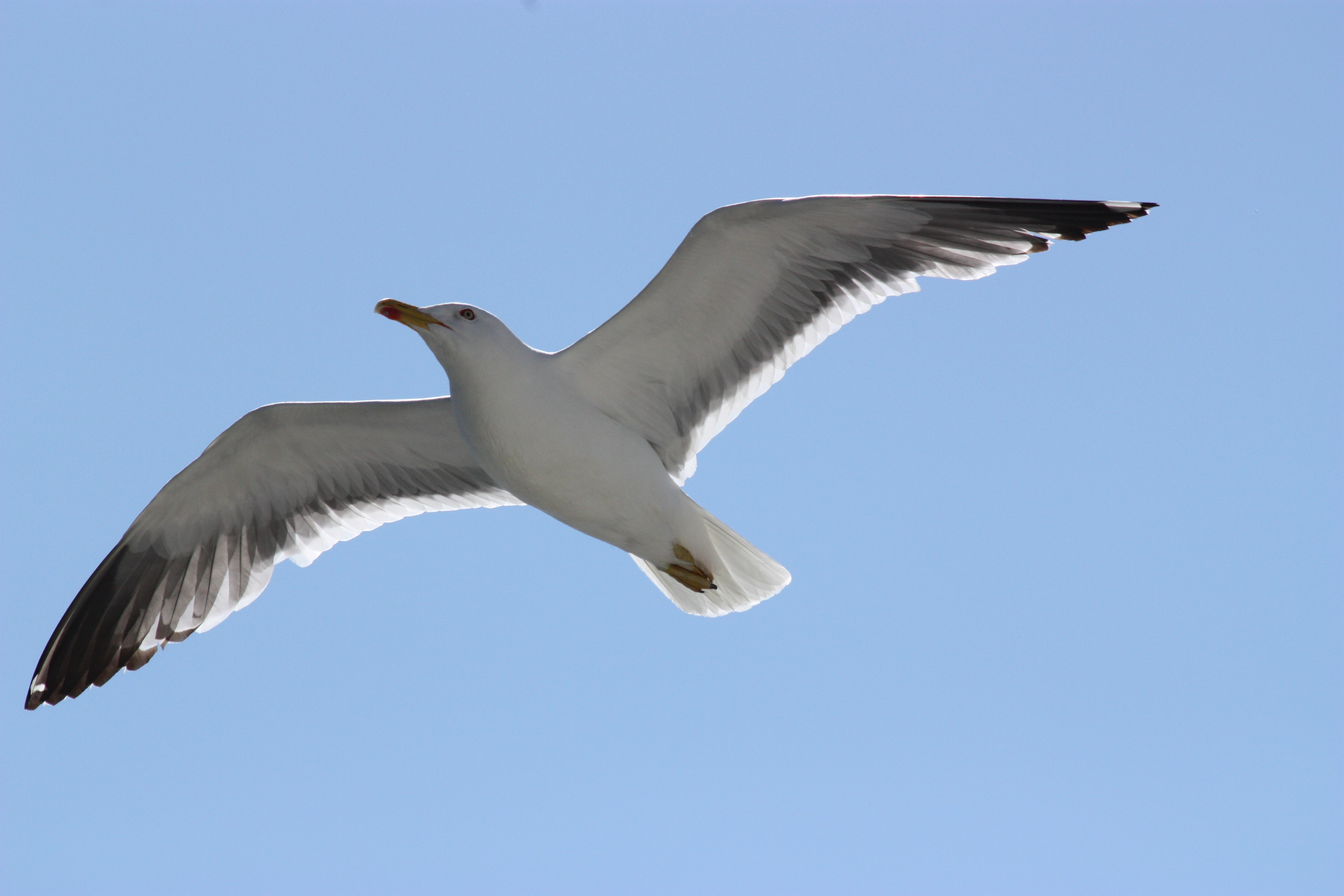 ancora raggiunta. Bisogna osservare che in un altro stato di volo con α = 1 e β = 5 erano invece soddisfatti tutti i parametri per la stabilità di volo.