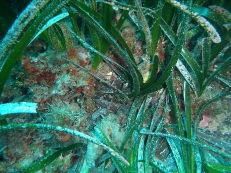 A2 Aggiornamento della checklist della flora marina aliena presente nell'habitat *1120 ed elaborazione della cartografia di dettaglio Prelievo di campioni in immersione subacquea