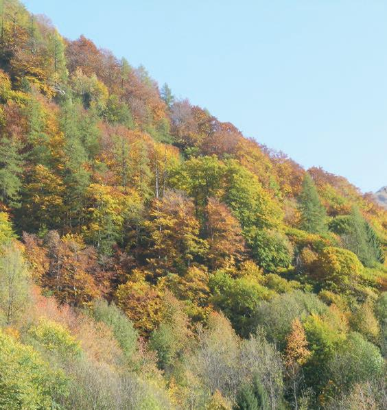 Sarà data priorità alle prenotazioni per il Foliage Giroparchi Gran Paradiso (2 gg./1 notte).