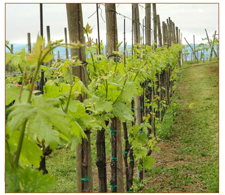 CONTIENE SOLFITI - CONTAINS SULPHITES Vigna del prete BARBERA D ASTI DENOMINAZIONE DI ORIGINE CONTROLLATA E GARANTITA. Rosso Rubino Interamente Prodotto e imbottigliato dall azienda agricola L.