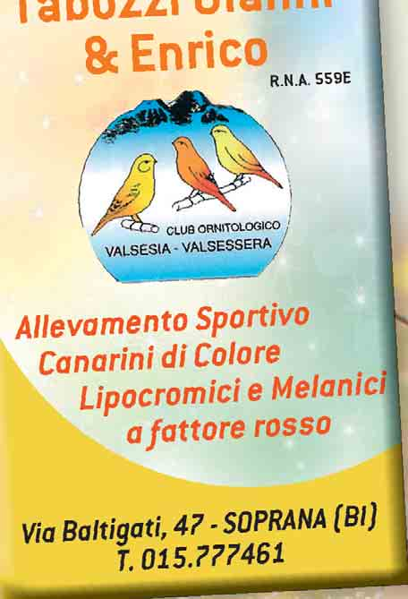 Canarini di Colore melaninici non a fattore rosso che con 10 soggetti avrà ottenuto 885 punti. Ibridi di sezione H che con 6 soggetti avrà ottenuto un minimo di 531 punti.