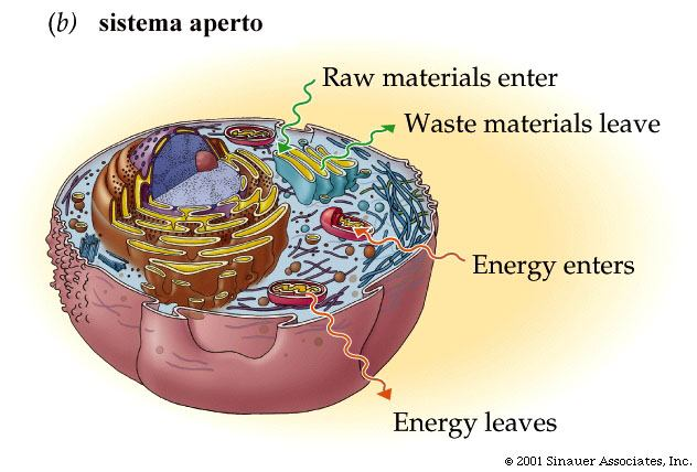 SOMMARIO La biochimica studia: -le molecole presenti negli organismi viventi; -le reazioni cui vanno incontro tali molecole; -i processi di regolazione cui sono soggette le reazioni che coinvolgono