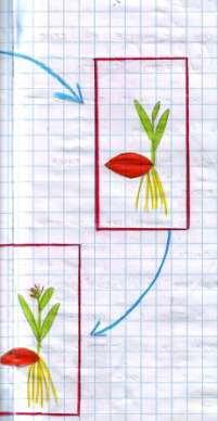 NELL ORTO ABBIAMO OSSERVATO I FIORI E I FRUTTI DELLE NOSTRE PIANTE DAL SEME AL SEME