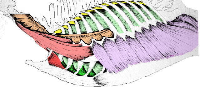 MUSCOLI IPOASSIALI: muscoli pari del tronco che rivestono ventralmente la colonna vertebralee lateralmente e profondamenteil torace.