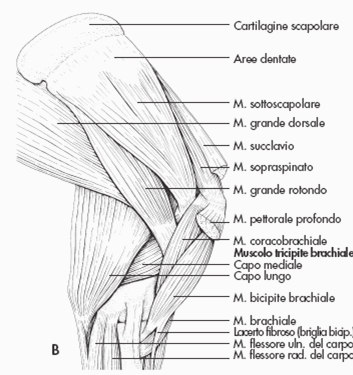 MUSCOLI della SPALLA Gruppo laterale Deltoide:da spina della scapola alla tuberosità deltoidea dell omero; flessore del braccio Sopraspinato:dalla fossa sopraspinosa all omero; estensore del braccio
