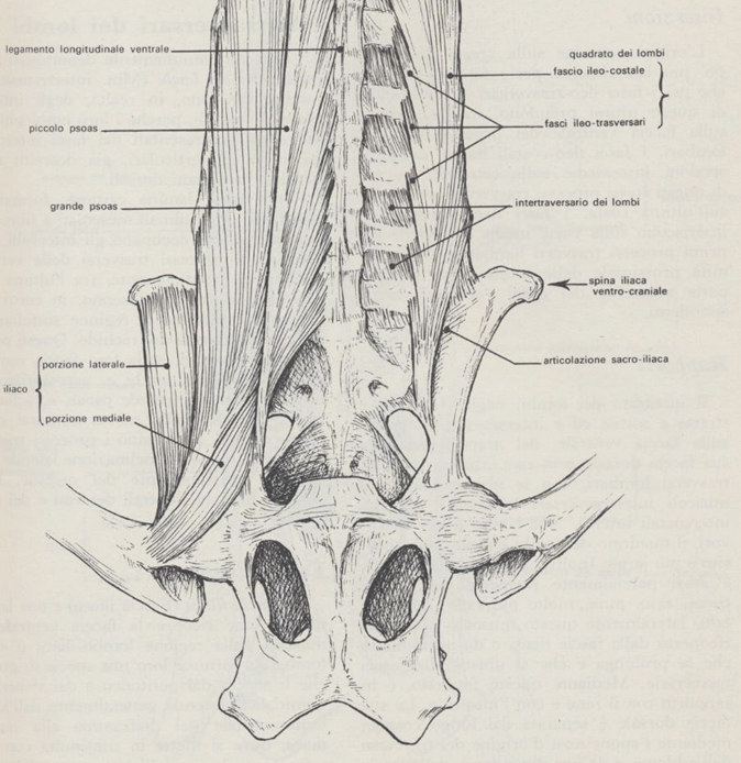 MUSCOLI SOTTOLOMBARI Piccolo psoas: ventrale alle ultime vertebre toraciche e prime lombari fino all ileo. Flessione del rachide Grande psoas: laterale al piccolo psoas fino al femore.