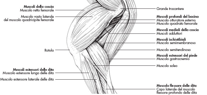 MUSCOLI ANTERIORI della COSCIA Quadricipite femorale: retto craniale, vasto mediale, vasto laterale, vasto