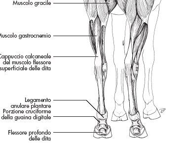 MUSCOLI LATERO POSTERIORI della COSCIA (ischio tibiali) Bicipite femorale: dal sacro e coxale alla rotula.