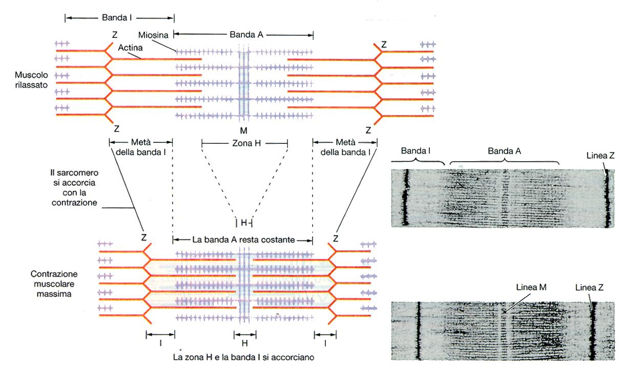 La teoria dello scorrimento dei filamenti Formulata da Hugh Huxley nel 1969 e basata sull evidenza sperimentale derivante da microscopia elettronica diffrazione a raggi X sul muscolo vivente