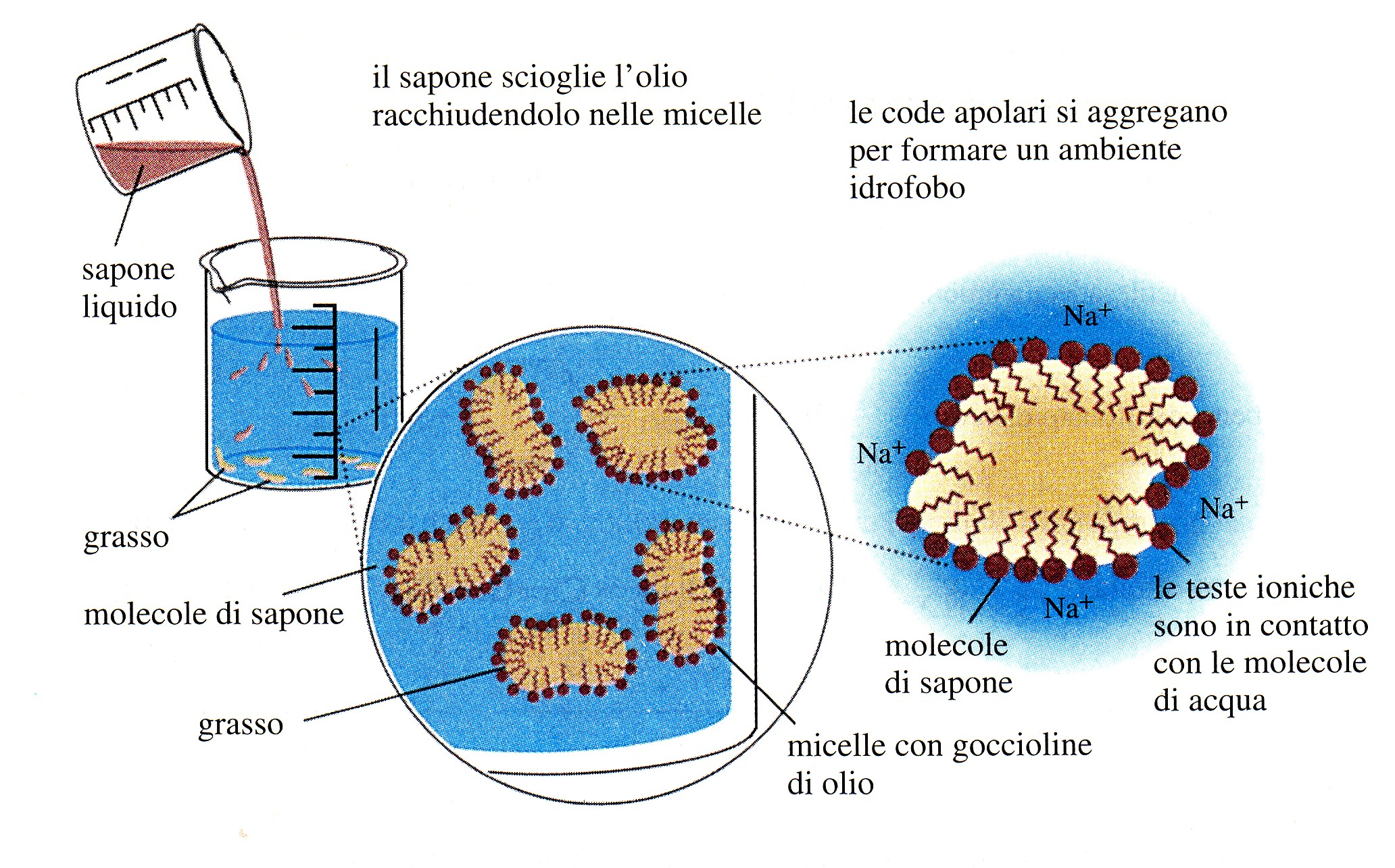 Saponificazione 2 (2)n 3 2 2 + 2 (2)n 3 (2)n 3 + 3 Na