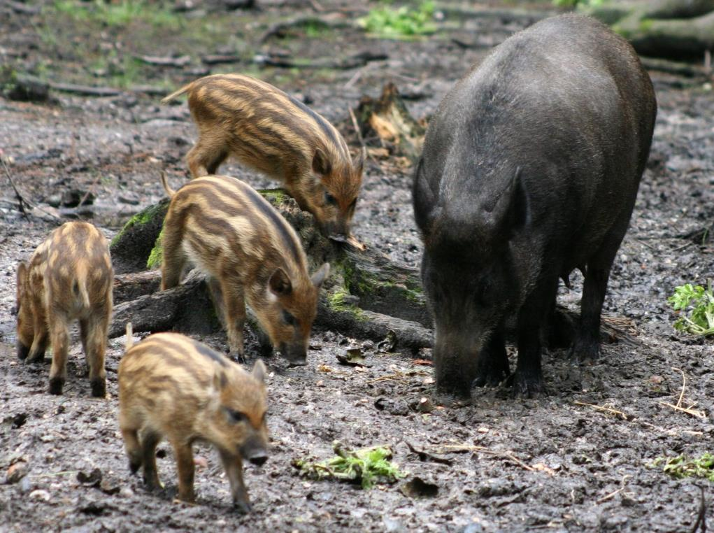 CINGHIALE La capacità riproduttiva sia nei maschi che nelle femmine è raggiunta attorno ai 16/18 mesi.