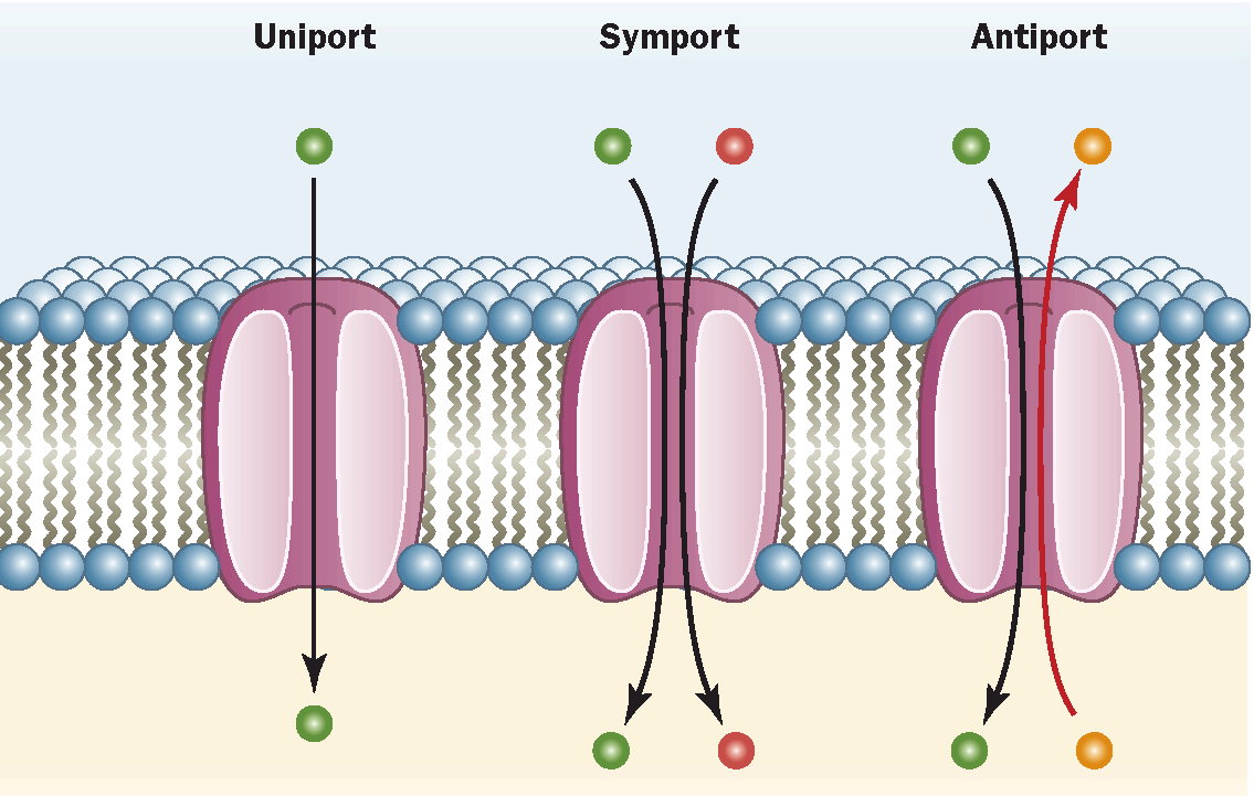 Trasporto passivo mediato L orientazione definita delle proteine integrali di membrana non le rende adatte al trasporto per diffusione Trasportatore di glucosio degli eritrociti 55 kda 12 eliche