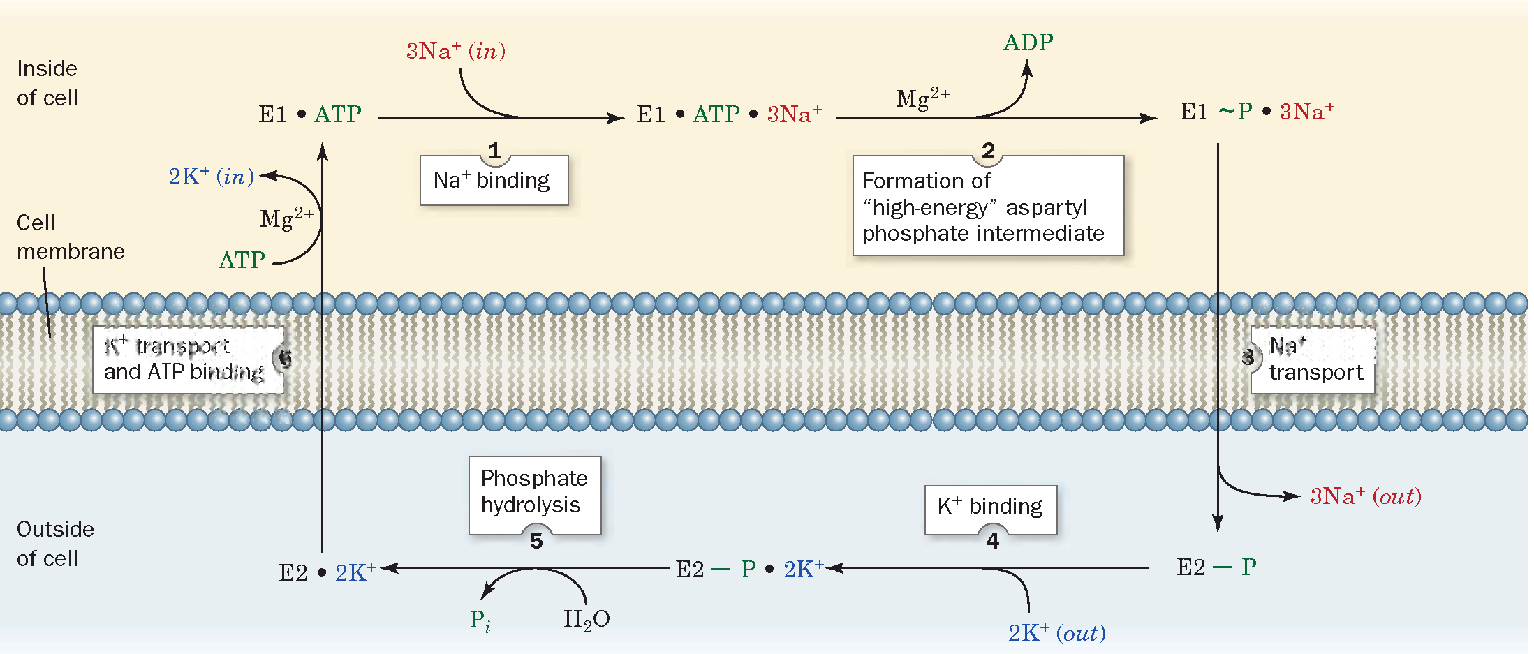 Pompa Na + -K + Pompa gli ioni Na + verso l esterno e gli ioni K + all interno con idrolisi di ATP intracellulare La proteina in E 1 lega 3Na + e ATP L idrolisi di ATP forma un intermedio aspartil