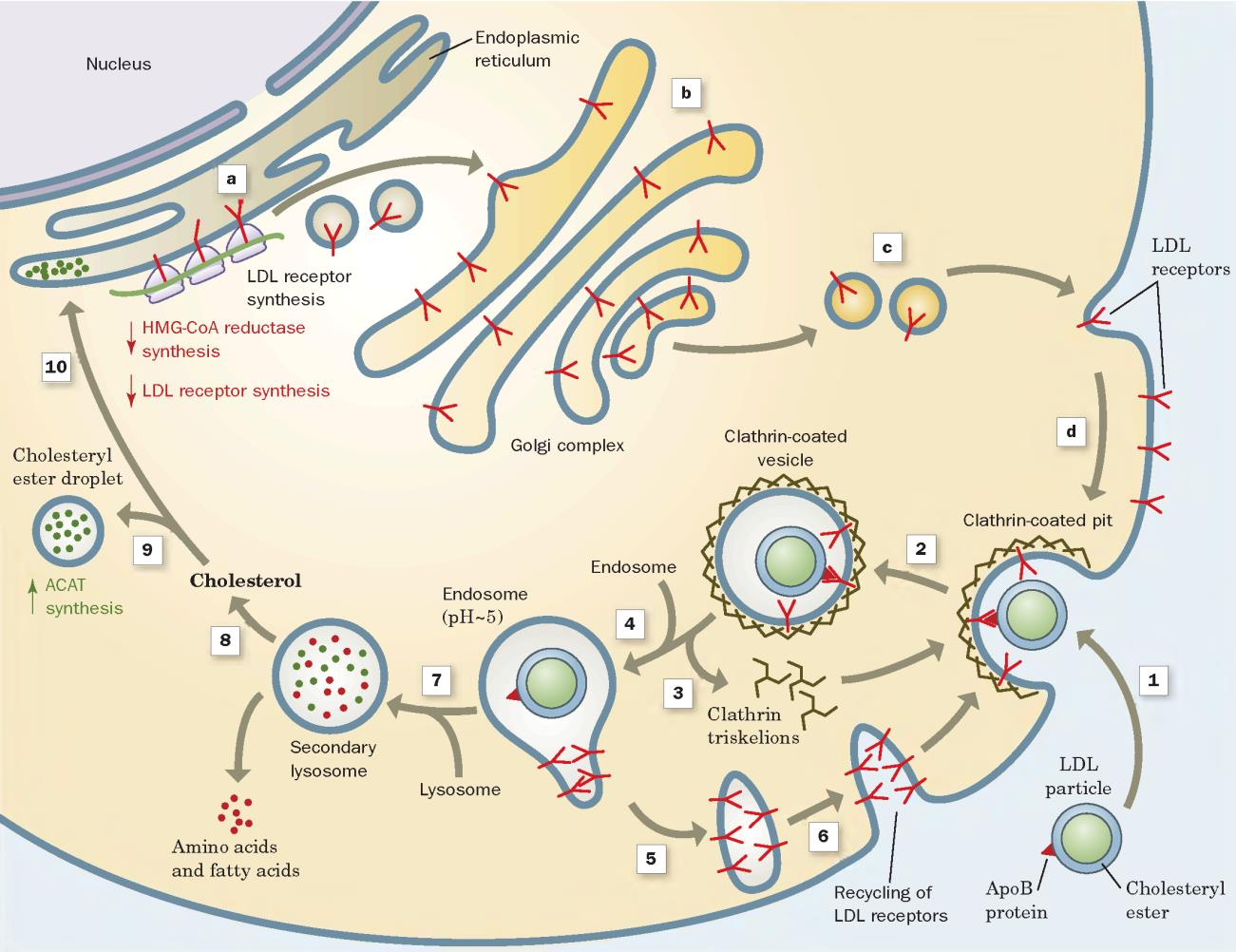 Endocitosi mediata da recettore Esempio: assunzione di colesterolo esogeno Lipoproteine Particelle globulari tipo micelle con nucleo apolare di triacilgliceroli ed esteri del colesterolo ed esterno