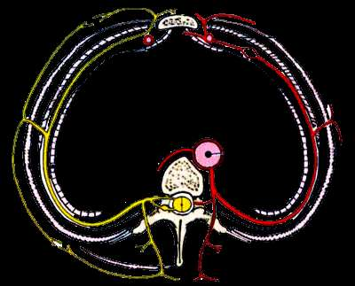 Rami anteriori dei nervi toracici Nervi Intercostali(anteriori rami anteriori di T2- T11): nervo sottocostale (ramo anteriore di T12):