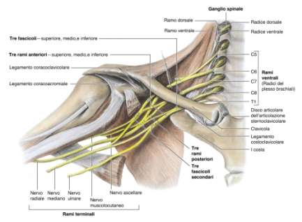 Plesso Brachiale Formato dai rami anteriori di C 5 -C 8 e T 1 (C 4 e