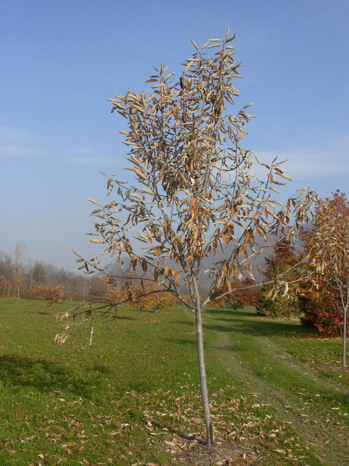 Germoplasma nazionale Campania Marrone di Roccamonfina Primitiva di Roccamonfina Iter