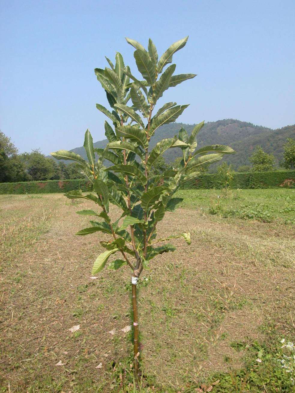 Arboreto Collezione del Centro Regionale di Castanicoltura Caratteristiche Sesto di impianto: 8 x 11.