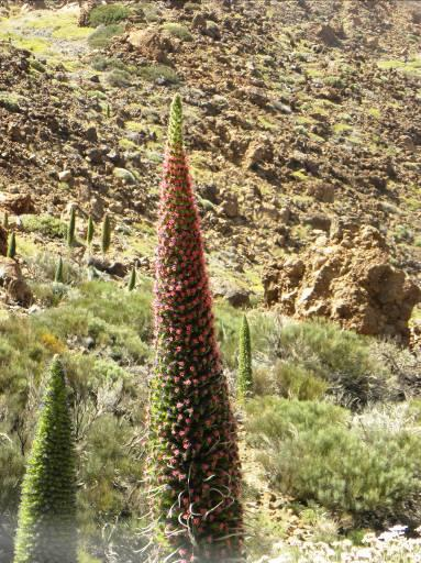 Per raggiungere il parco del Teide si deve percorrere una normale strada di montagna, in cui la vegetazione tropicale, ricca di palme e banane, lascia il posto ad una flora mediterranea con alberi da