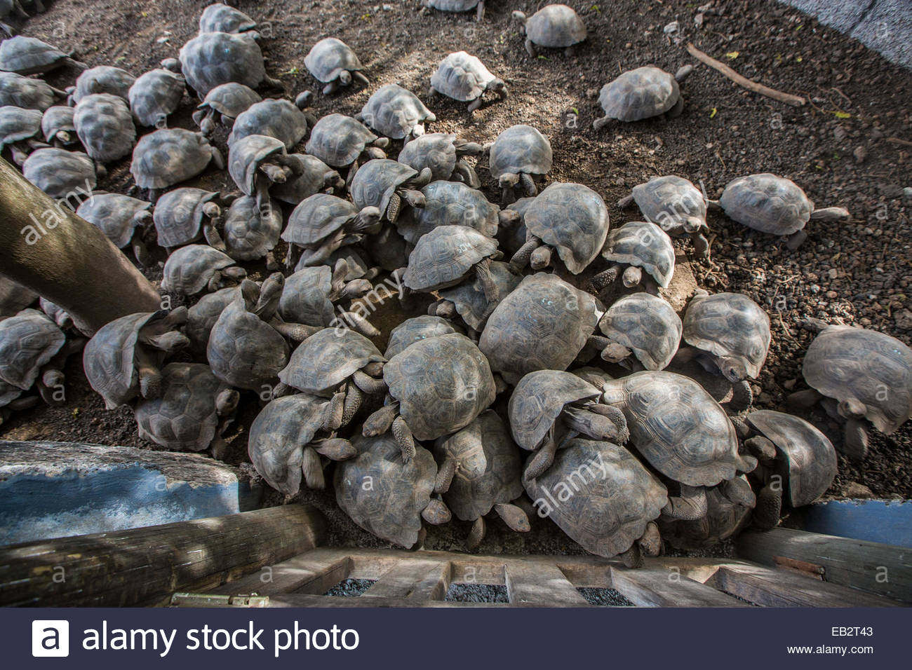 10 giorno 16 maggio Galapagos isole di North Seymour e di Santa Cruz Trattamento di pensione completa. Mattina: camminata di un paio d ore su terreno misto e mezz ora di snorkeling.