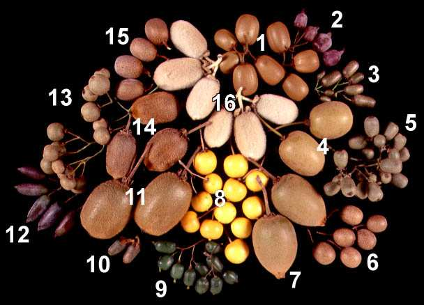 BTANICA FAMIGLIA: Actinidiaceae GENERE: Actinidia SPECIE: diverse