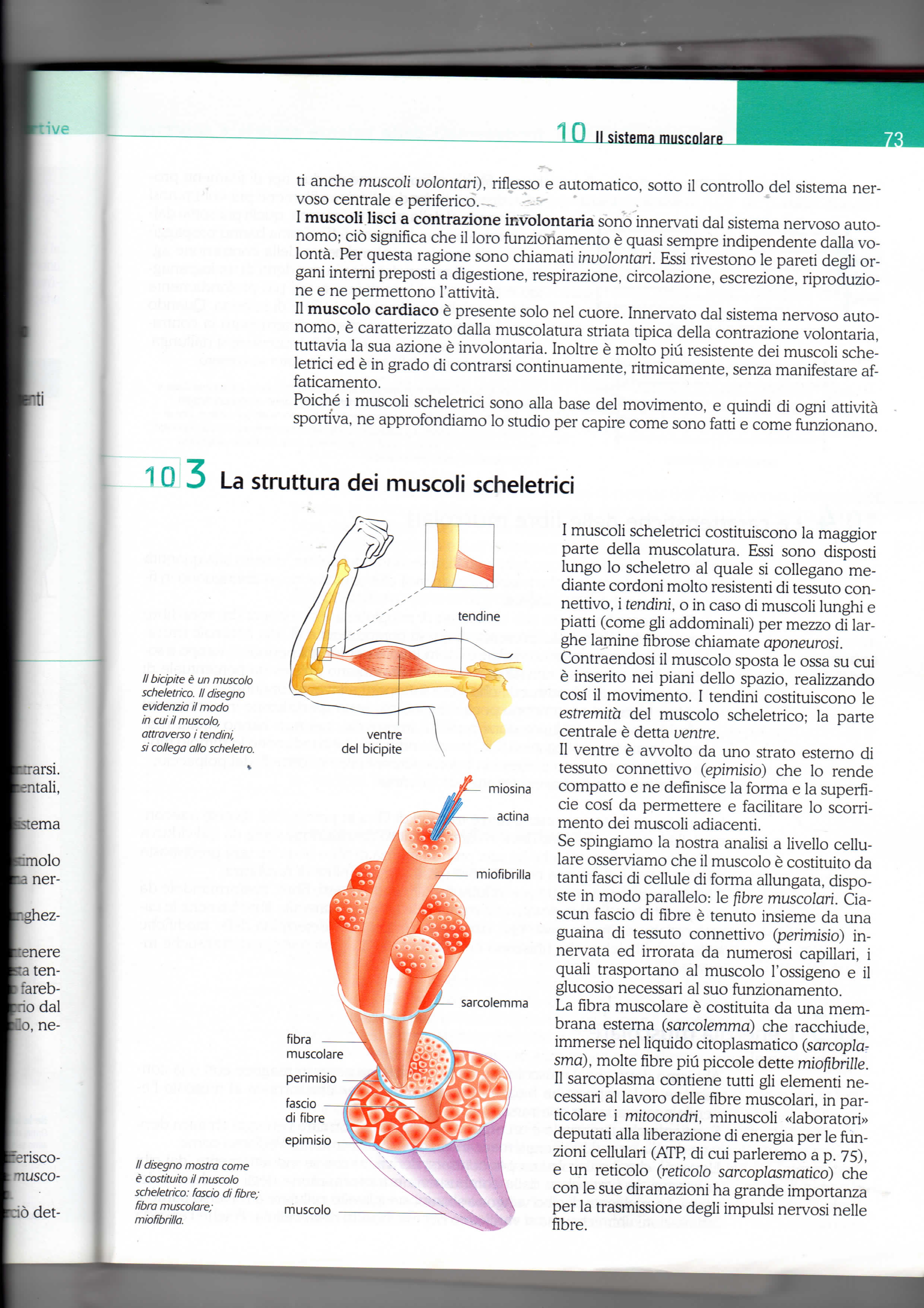 10 11 sistema muscolare ini ti anche musco/i volontarii), riflesso e automatico, sotto il controllo del sistema nervoso centrale e periferico.