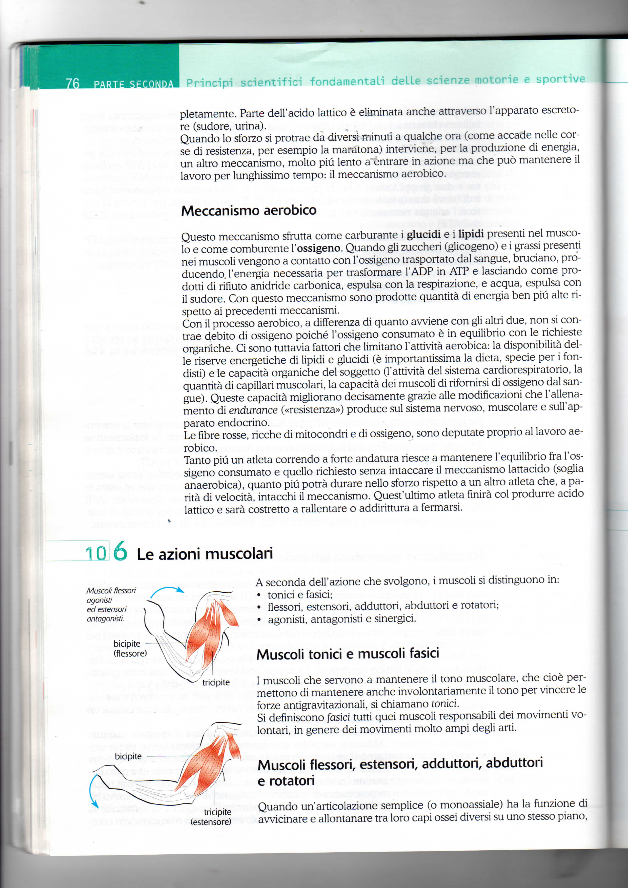 I Principi scientifici fondamentali delle scienze motorie e sportive pletamente. Parte dell'acido lattico è eliminata anche attraverso l'apparato escretore (sudore, urina).