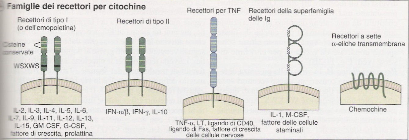 Omologia strutturale tra i domini extracellulare Abbas A. K. et al.