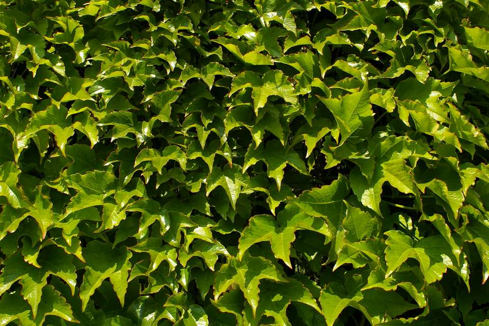 Verde parietale Rivestimento dalla base con piante rampicanti con l impiego o meno di