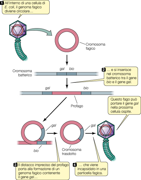 La Trasduzione Specializzata richiede l integrazione del genoma virale nel cromosoma batterico e viene quindi effettuata solo da virus LISOGENI. All interno della cellula di E.