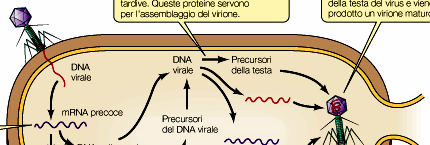 ILGenoma VIRALE Diverse tipologie di genoma Virale e diversi percorsi per ottenere mrna dsdna mrna ssdna dsdna mrna ssrna(+) ssrna(-) dsrna funziona da mrna mrna(+) filamento (-) trascritto in mrna