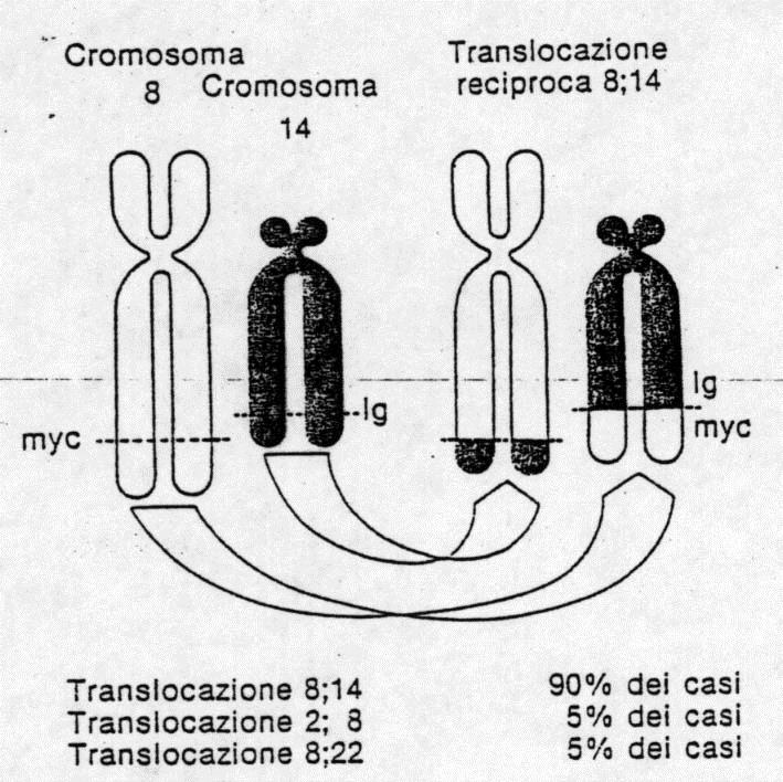 EBV e Traslocazione 8;14 Nel cromosoma 8 c è l oncogene c-myc, nel 14 ci sono i geni che codificano le catene pesanti delle immunoglobuline, che sono regolati da forti promotori della trascrizione.