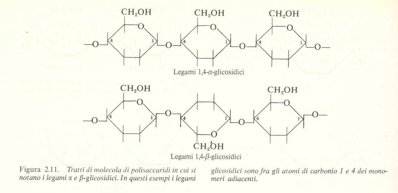 AMIDO CELLULOSA La cellulosa viene formata da un complesso proteico enzima2co deao