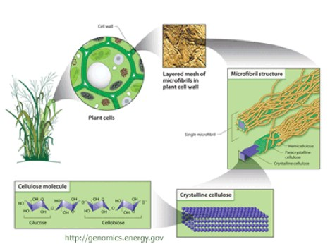 Microfibrille stra2ficate Cellule vegetali Singola
