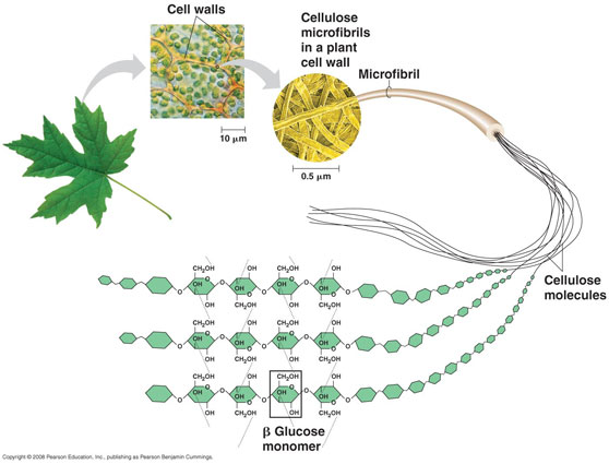 Fibre di cellulosa