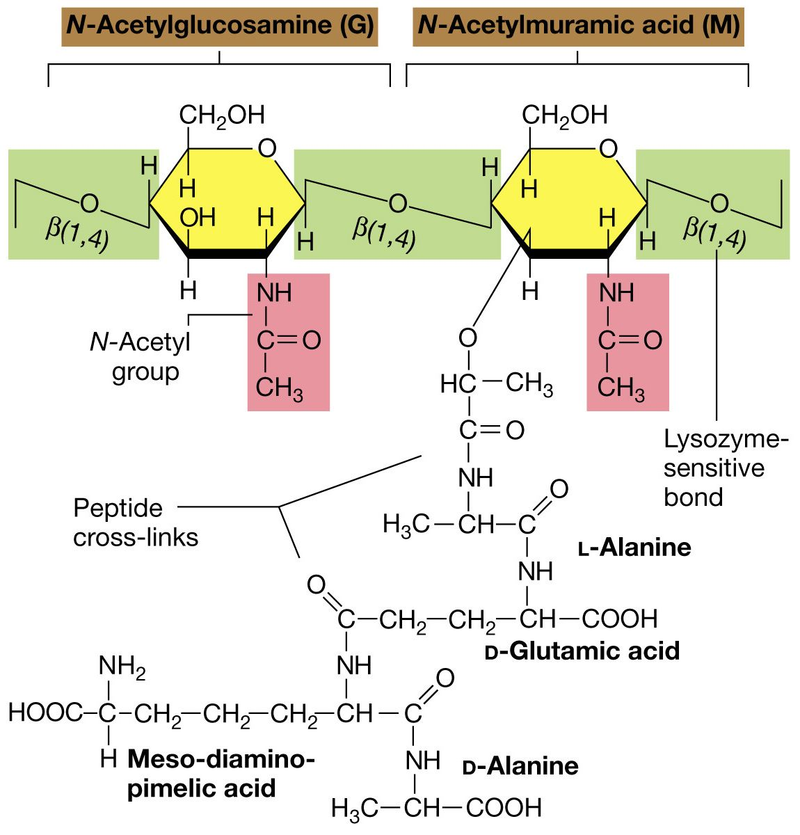 Peptidoglicano Il peptidoglicano è un polimero formato da molte subunità uguali.