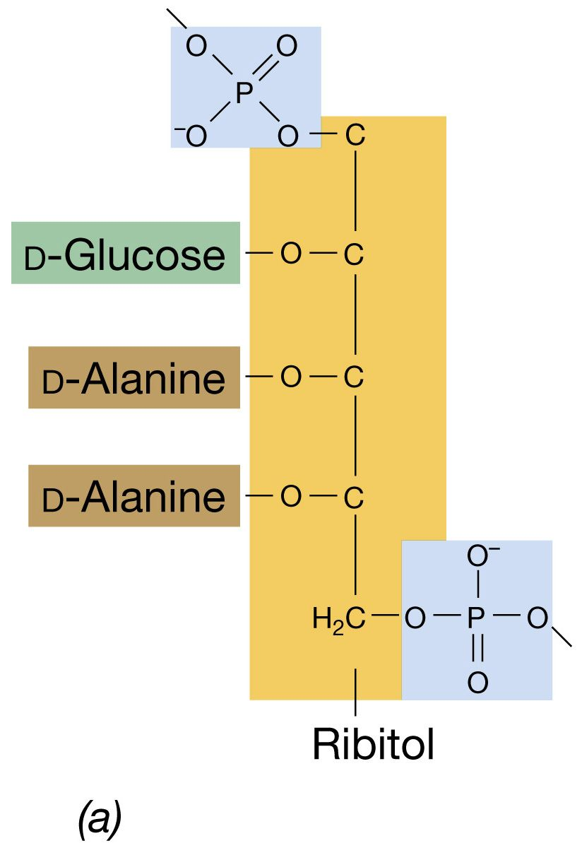 Caratteristiche della parete dei batteri Gram +: gli acici teicoici Gli acidi teicoici sono polimeri di alcoli polivalenti (glicerolo e ribitolo) uniti da legami fosfodiesterici.
