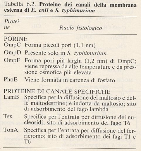 Caratteristiche della parete dei batteri Gram-: le porine PORINE Le porine sono aggregate tre a tre e formano dei canali attraverso la