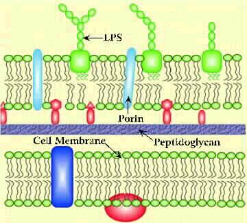 Caratteristiche della parete dei batteri Gram-: lo spazio periplasmatico SPAZIO PERIPLASMATICO Nello spazio periplasmatico si trovano numerose proteine con le più svariate