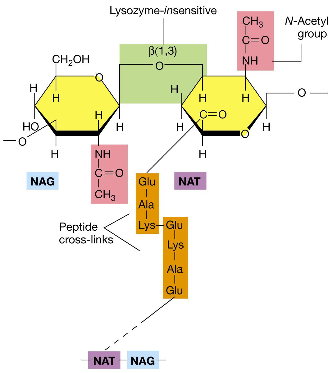 Pseudopeptidoglicano