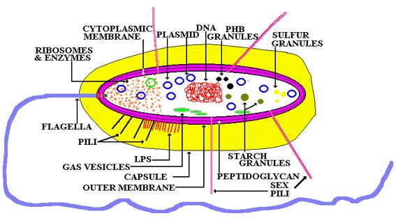 Cellula