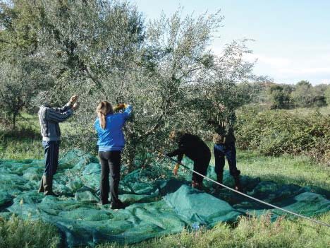 Come si produce un buon extravergine Coltivazione