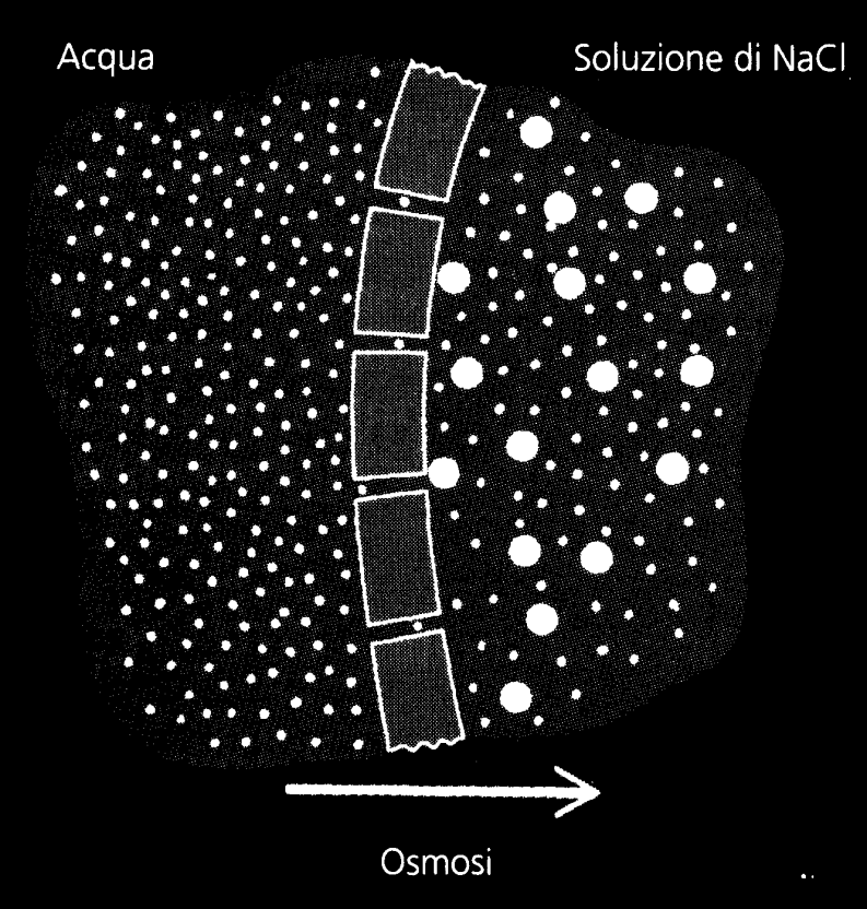 Osmosi Osmosi è lo spostamento netto di un solvente* (di solito l acqua) da una soluzione con una maggior concentrazione di soluto ad una soluzione con una minor concentrazione di soluto, quando le