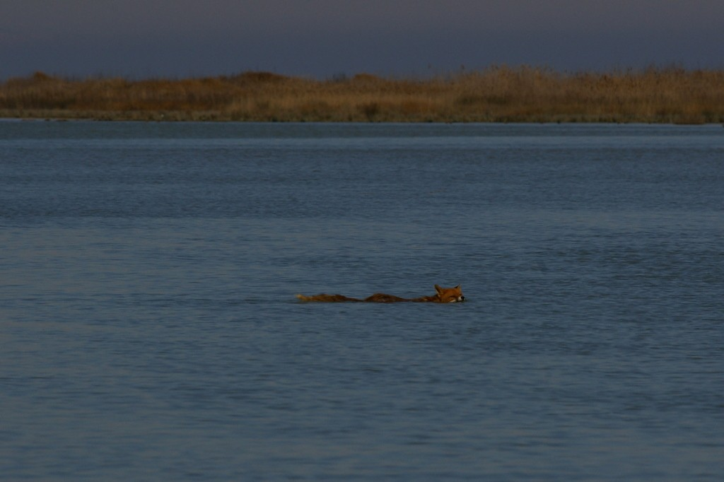 Adulto che attraversa a nuoto la laguna della Batteria (Porto Tolle), dirigendosi verso l omonimo scanno, marzo 2009 (M. Bottazzo). Individui abbattuti durante l attività venatoria.
