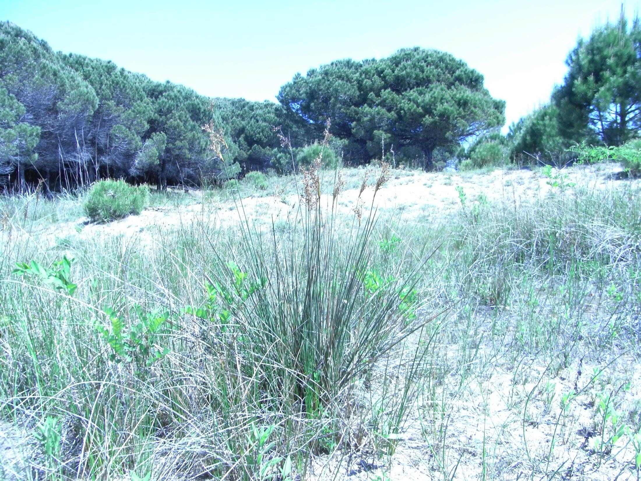 LE DUNE Le dune sono delle montagnole di sabbia che si trovano nel retro spiaggia.