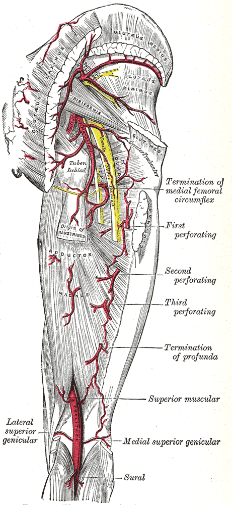 Arteria poplitea È situata dietro l articolazione del ginocchio e si estende dal canale degli adduttori all arcata tendinea del muscolo soleo, al di là del quale