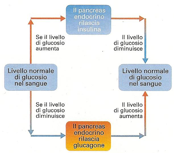 Come agiscono gli ormoni?