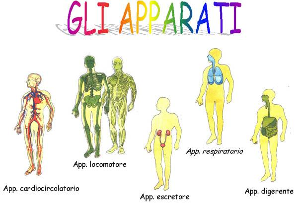 un sistema complesso L'organismo umano è un sistema complesso nel quale tutti i processi sono in relazione