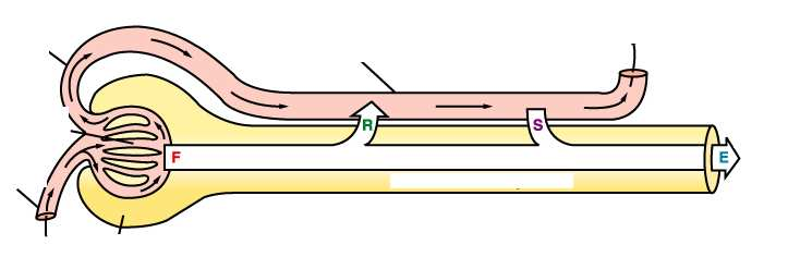 Arteriola efferente Capillare peritubulare Alla vena renale Glomerulo Arteriola afferente Capsula di Bowman La quantità di qualsiasi sostanza presente nell urina (carico escreto) è il risultato della